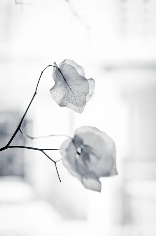 Delicate Leaves